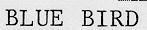 BLUE BIRD