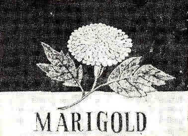 MARIGOLD