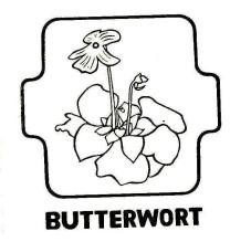 BUTTERWORT