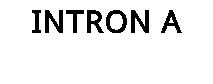 INTRON A
