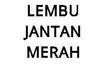 LEMBU JANTAN MERAH