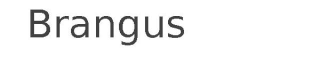 Brangus