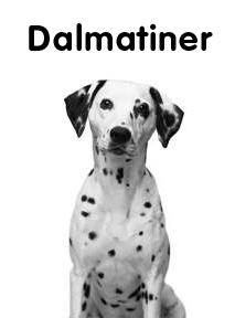 Dalmatiner