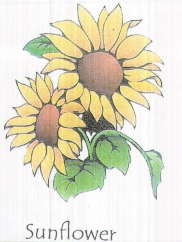 SUNFLOWER