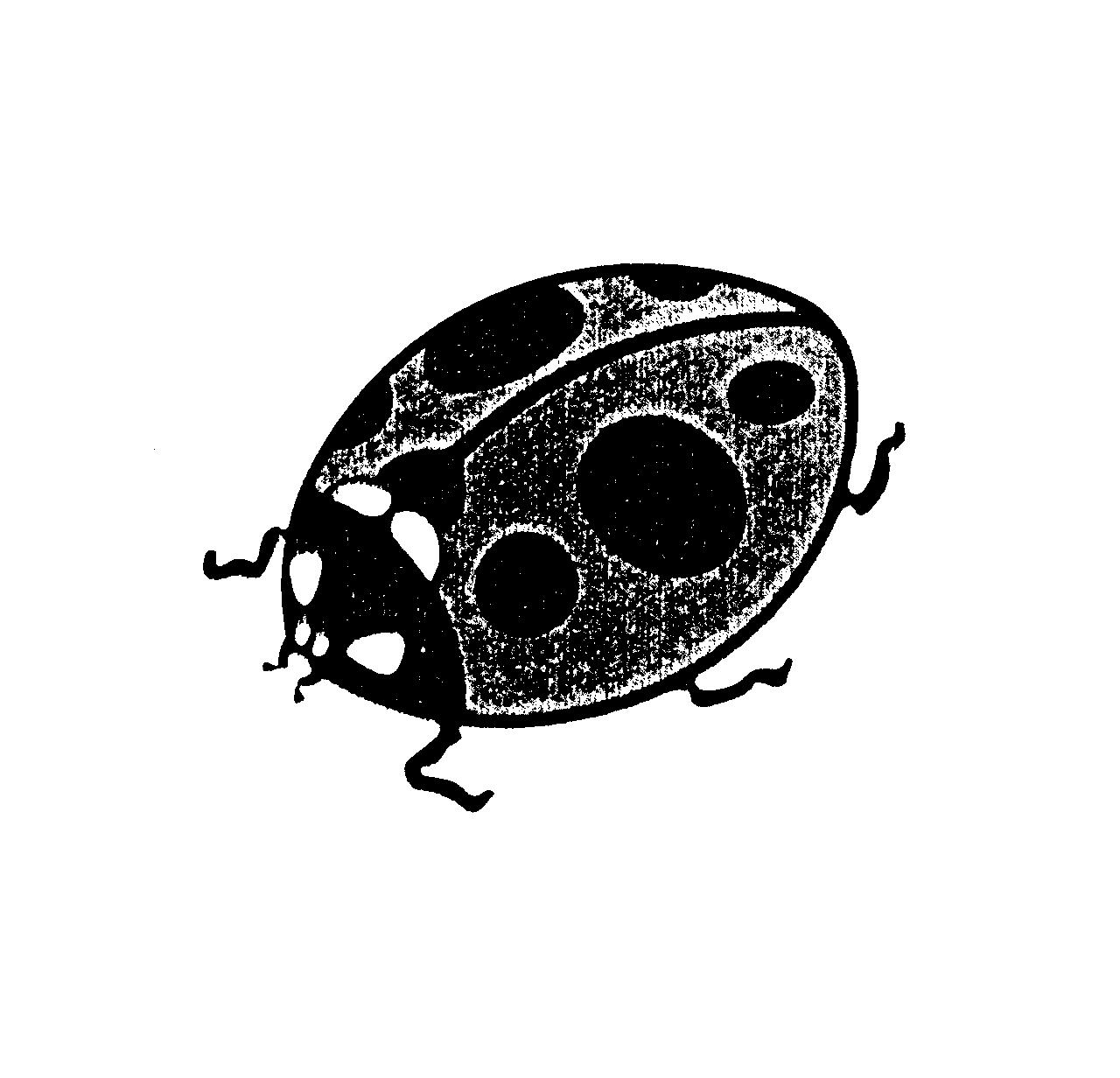 テントウムシ（図）