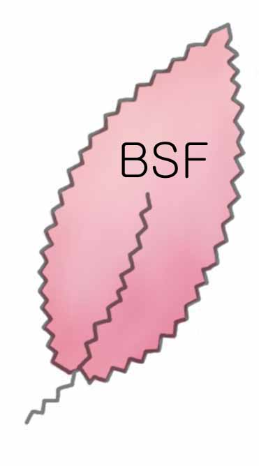 BSF