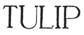 TULIP