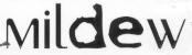 MILDEW