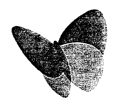 butterfly