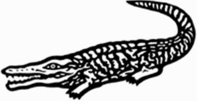crocodile