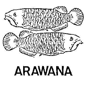 ARAWANA