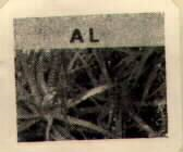 AL