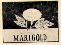 MARIGOLD