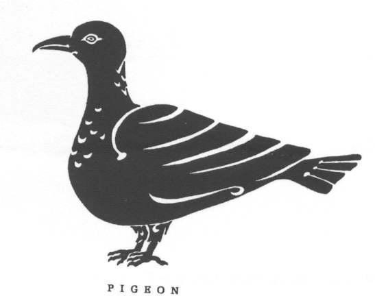 PIGEON